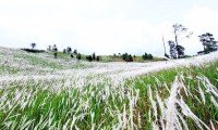 Ngọn đồi cỏ tranh trắng trắng xoá đẹp tuyệt ở Đà Lạt