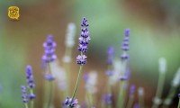 Cánh đồng hoa Lavender ở Đà Lạt